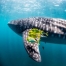 Swim with a Whaleshark